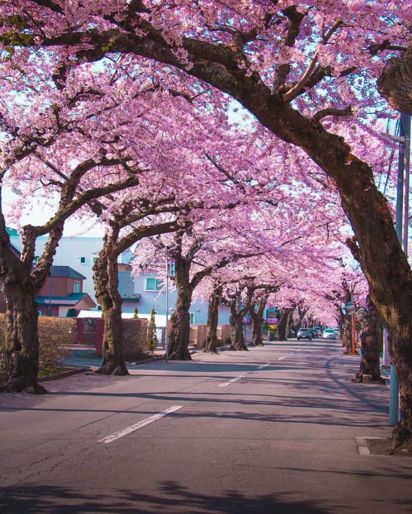 Japan - Sakura