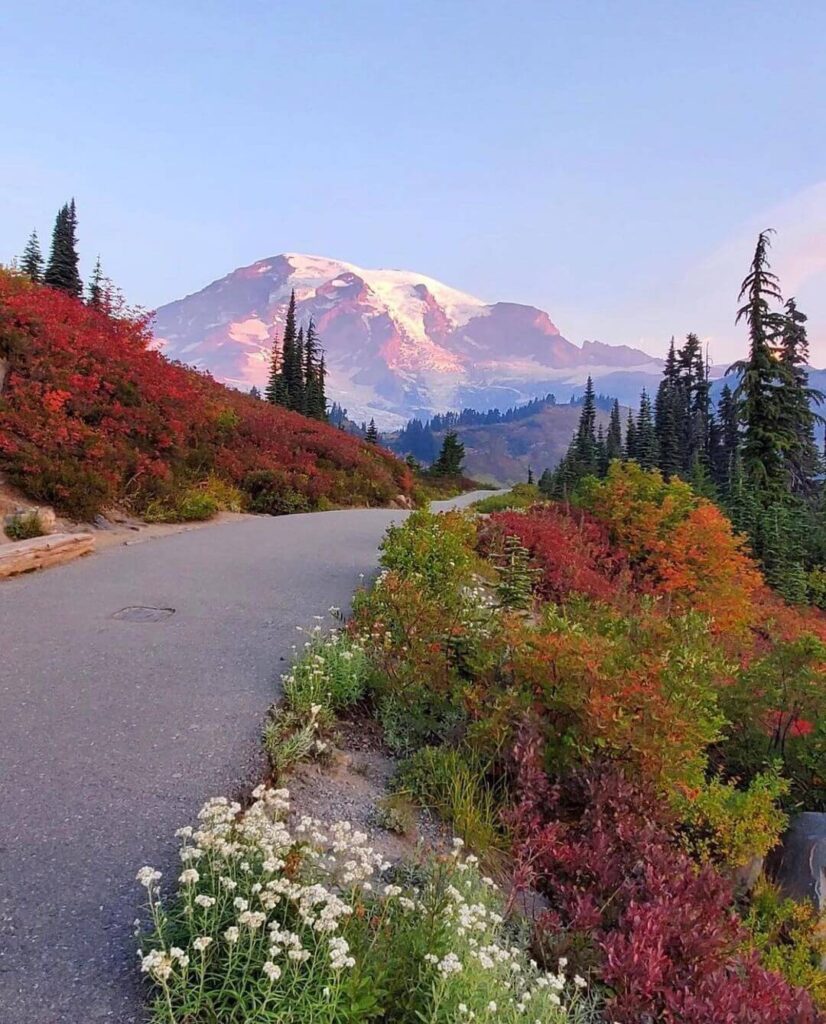 Mount Rainier National Park Guide