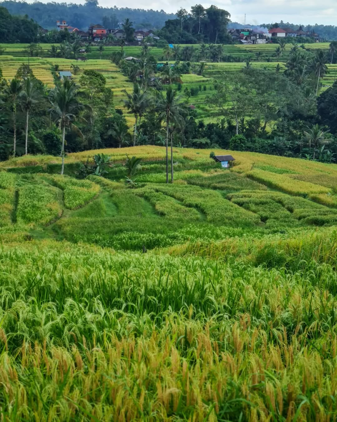 Jatiluwih Rice Terrace