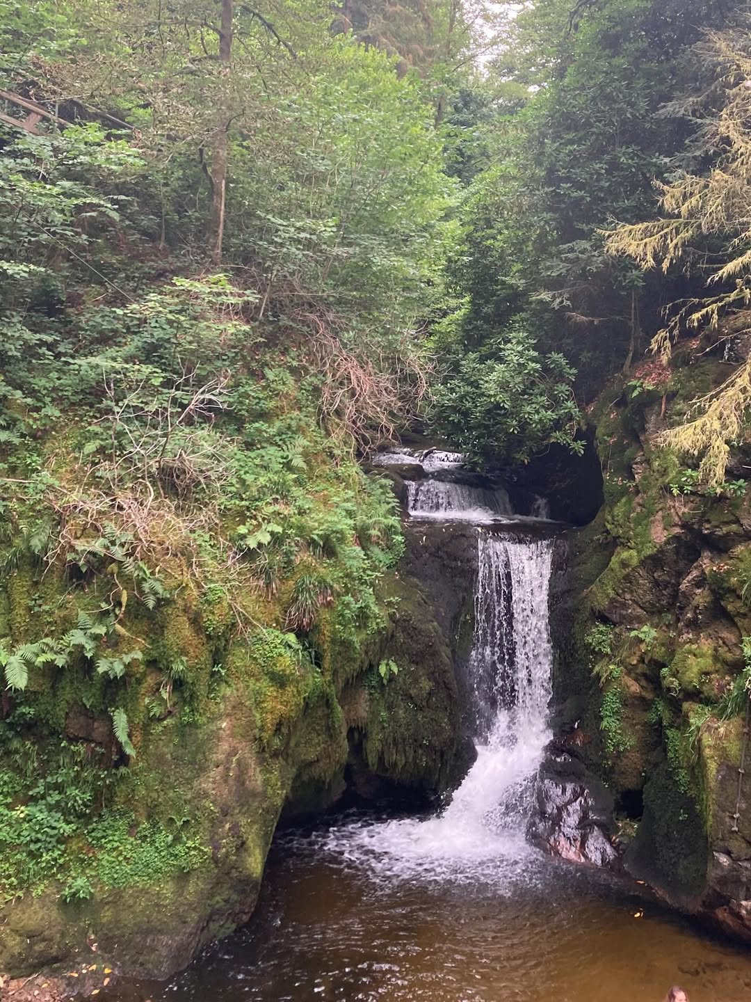 The Black Forest