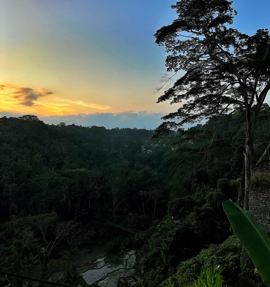 Rainforest in Ubud, Bali