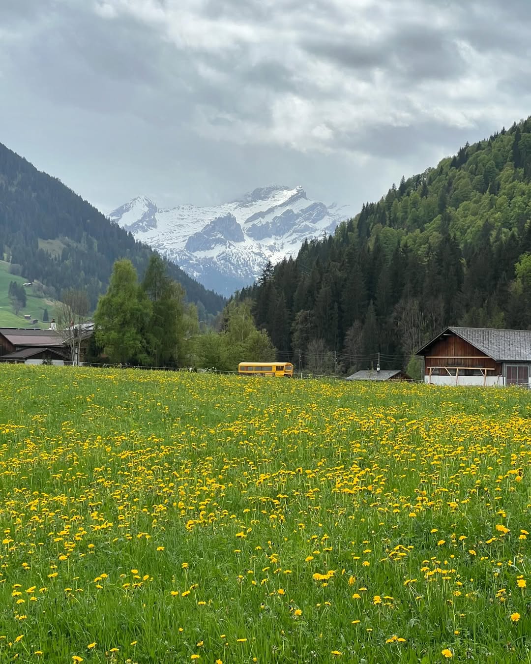 Way to heaven, Dandelion fields in Gstaad