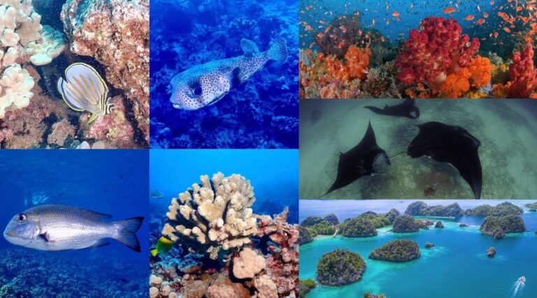 Scuba Diving Destinations