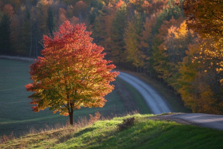 Maine in fall