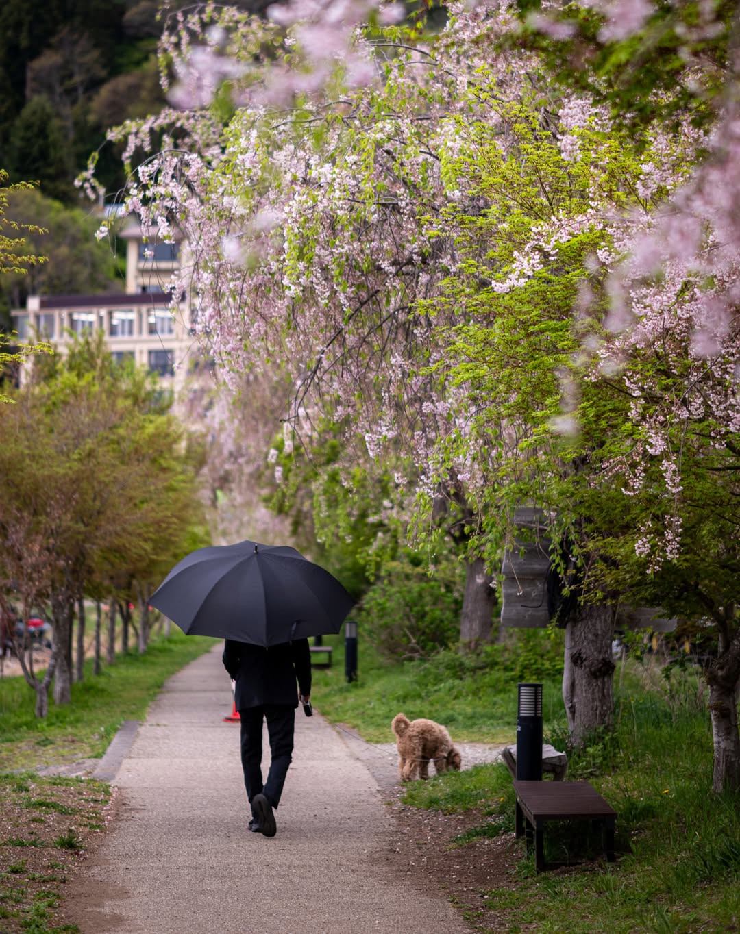 Lake Kawaguchi in Spring