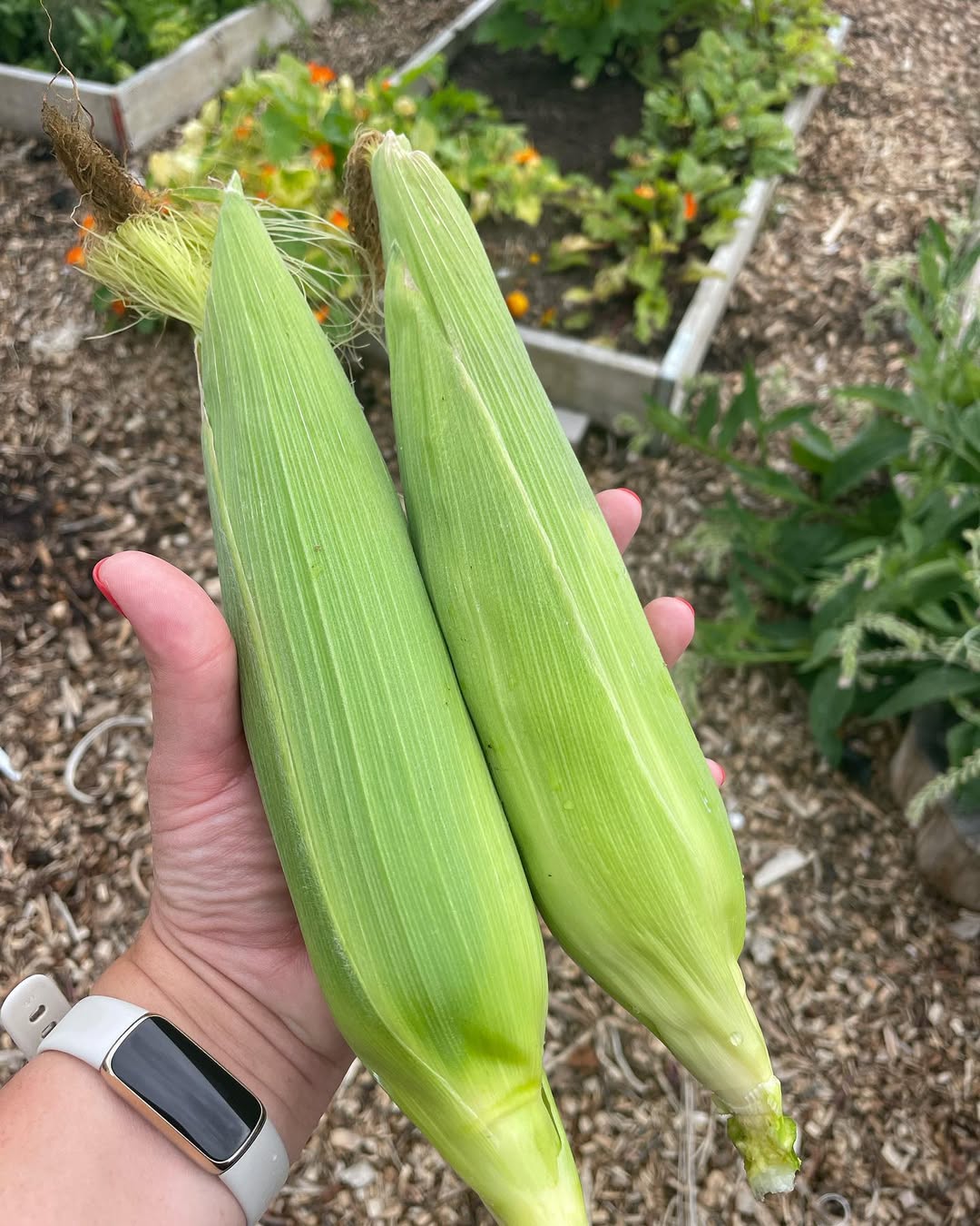 Corn on the cob