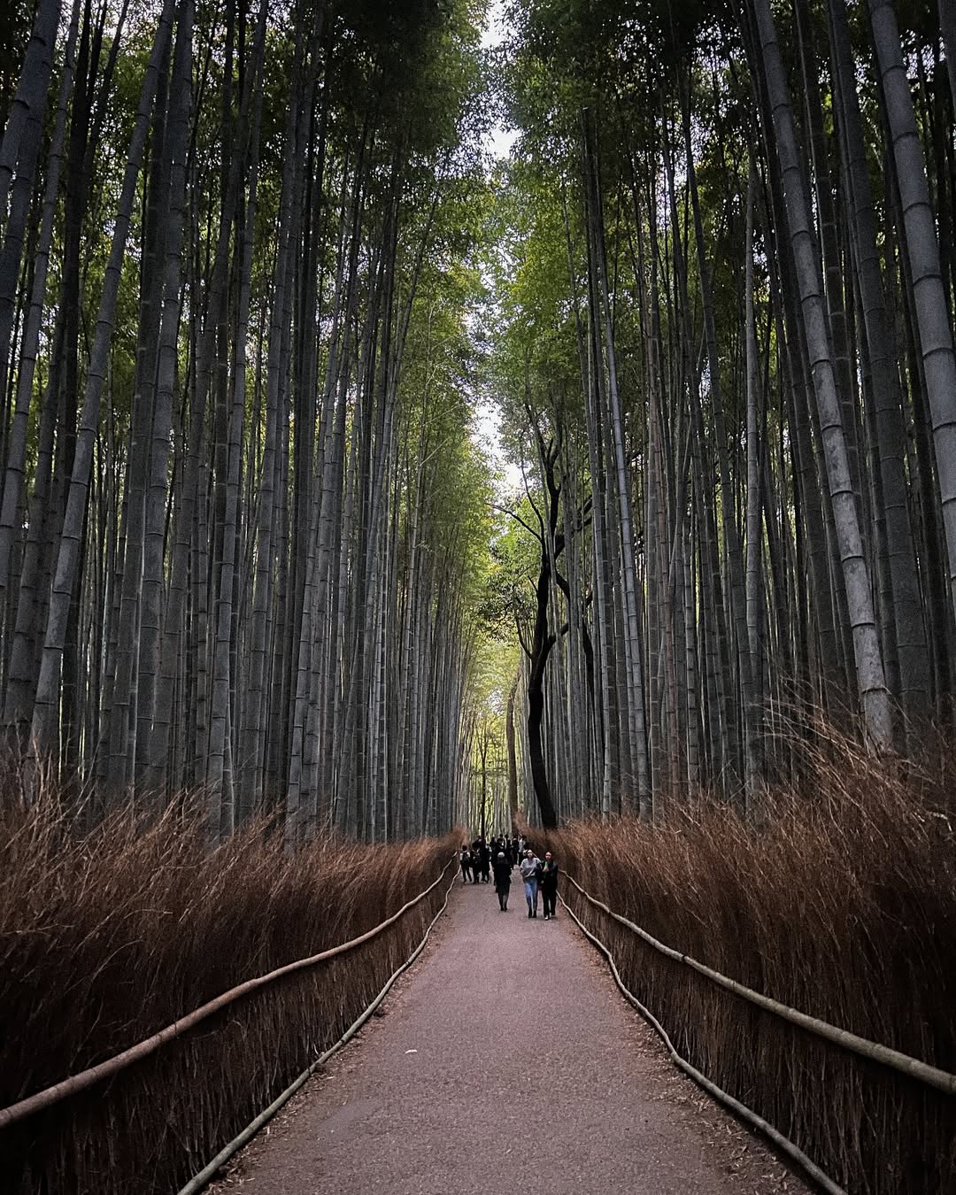 Arashiyama Bamboo Forest