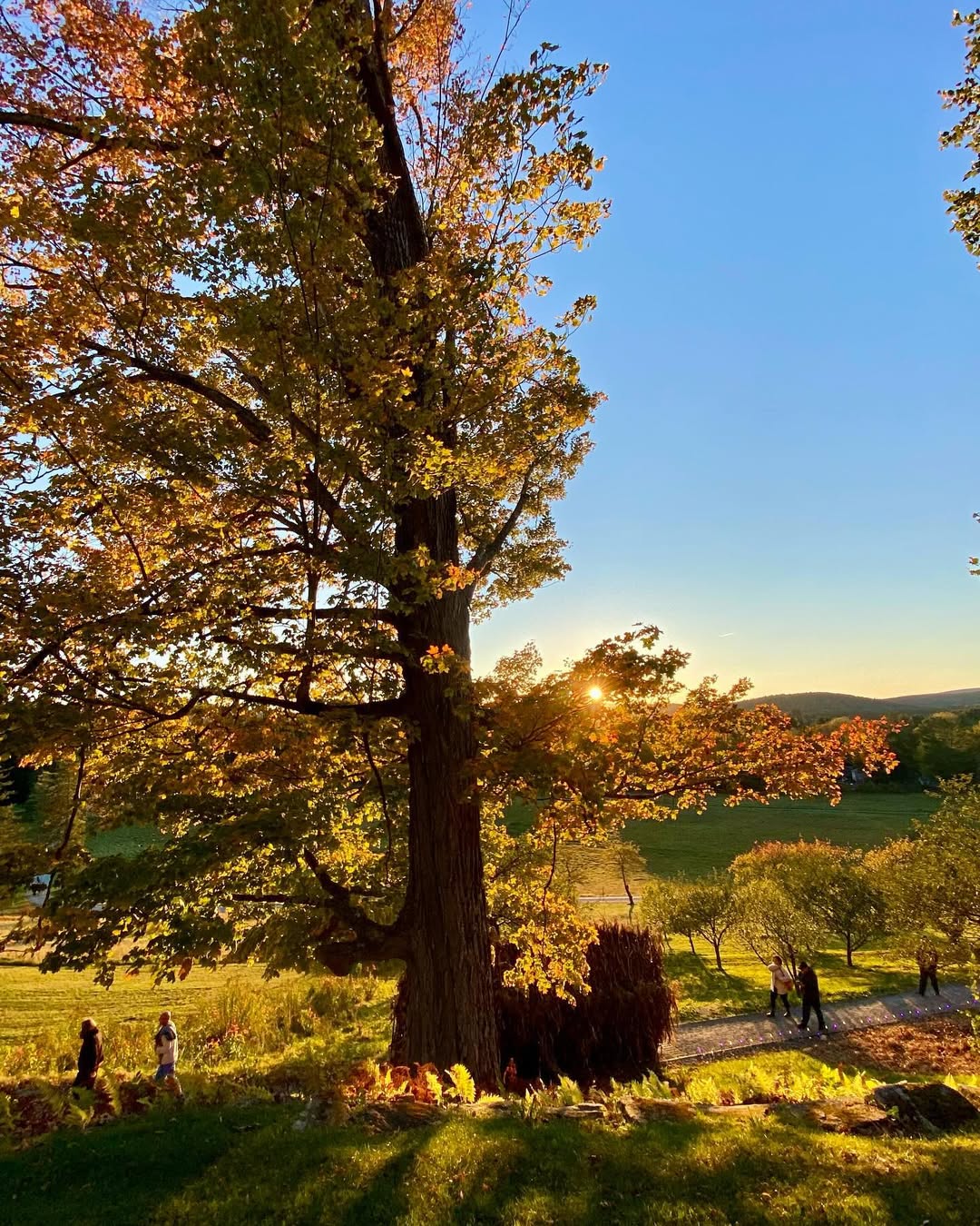 Autumn trees in Stockbridge