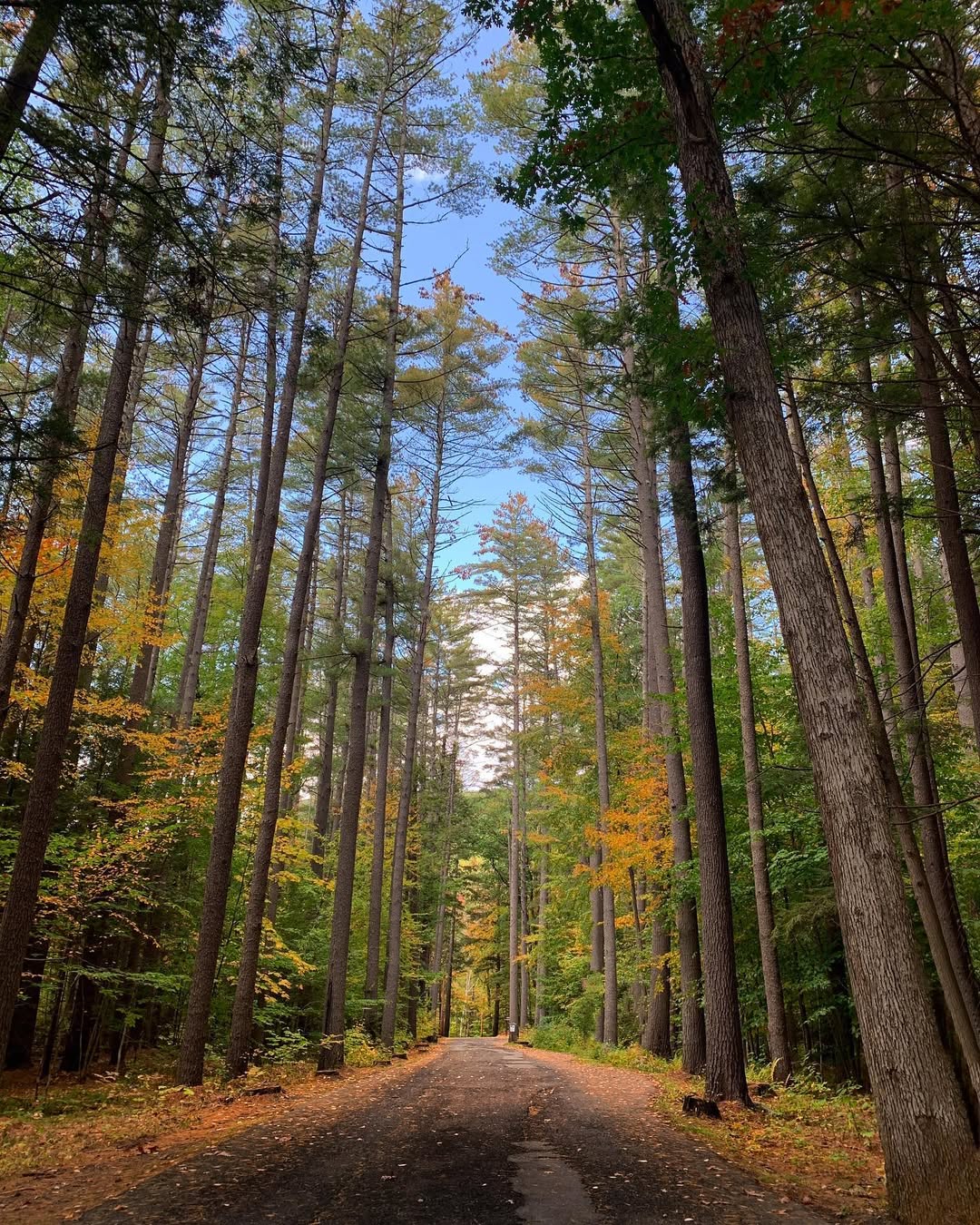 Mohawk Trail State Forest is a publicly owned forest located in Massachusetts