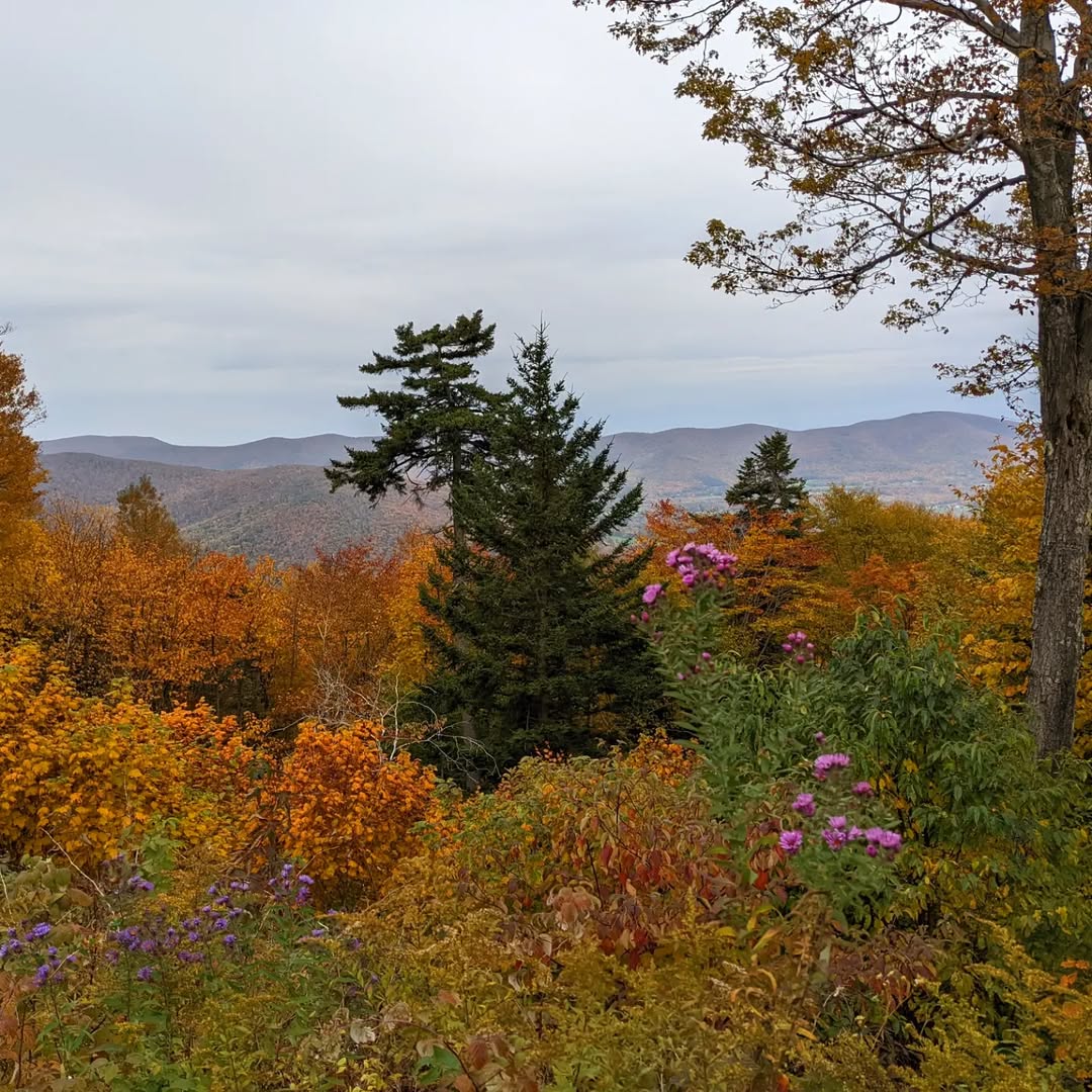 Views of foliage from Mount Greylock
