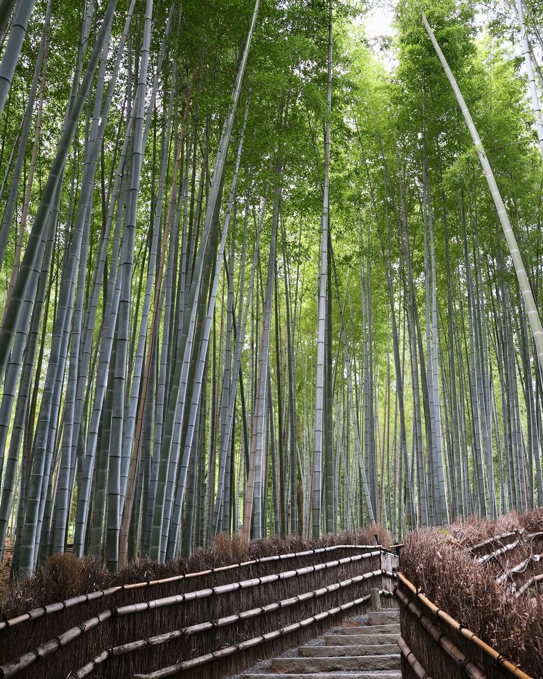 Arashiyama Bamboo Grove
