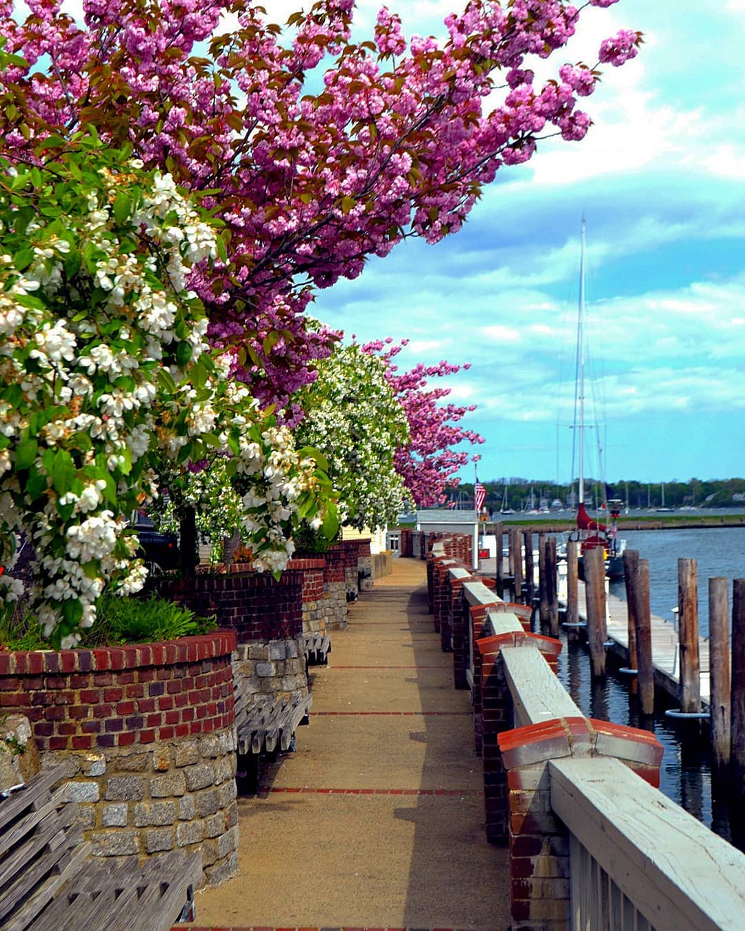 Crabapple blossoms at Pickering Wharf, Salem