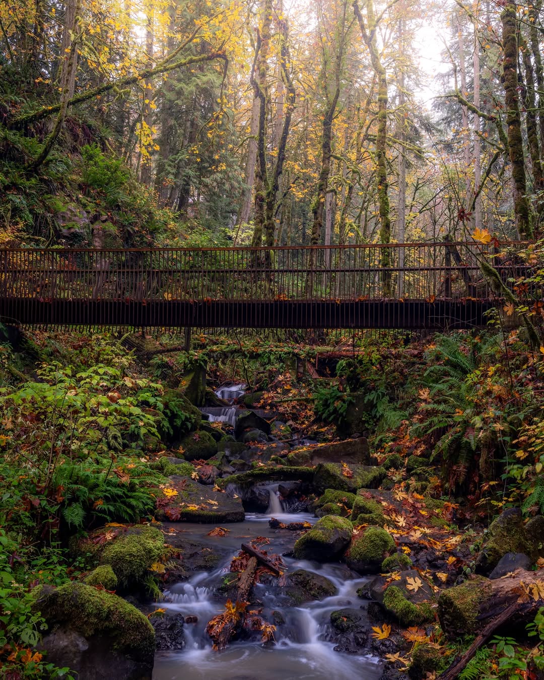 Forest Park in Portland Oregon