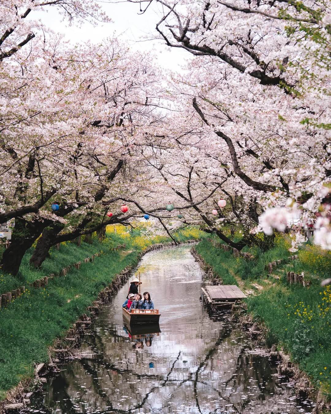 Japan Cherry Blossom