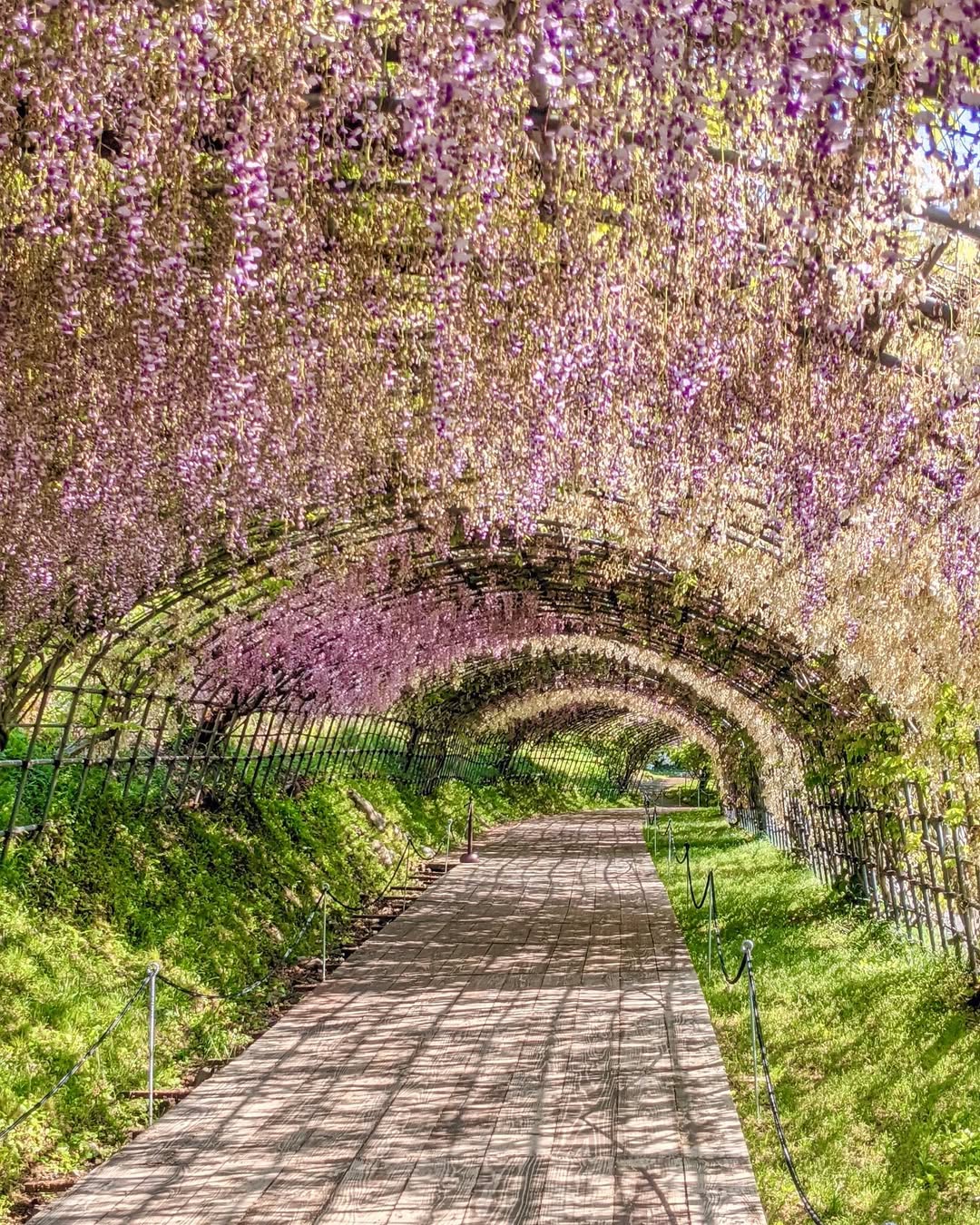 Kawachi Wisteria Garden