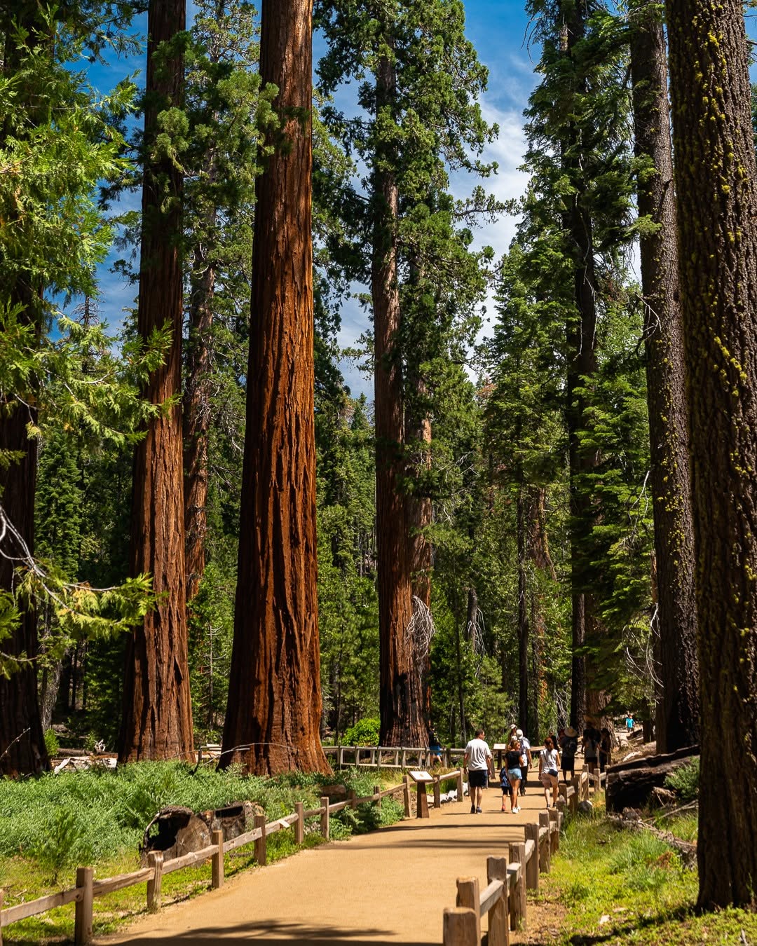 Mariposa Grove