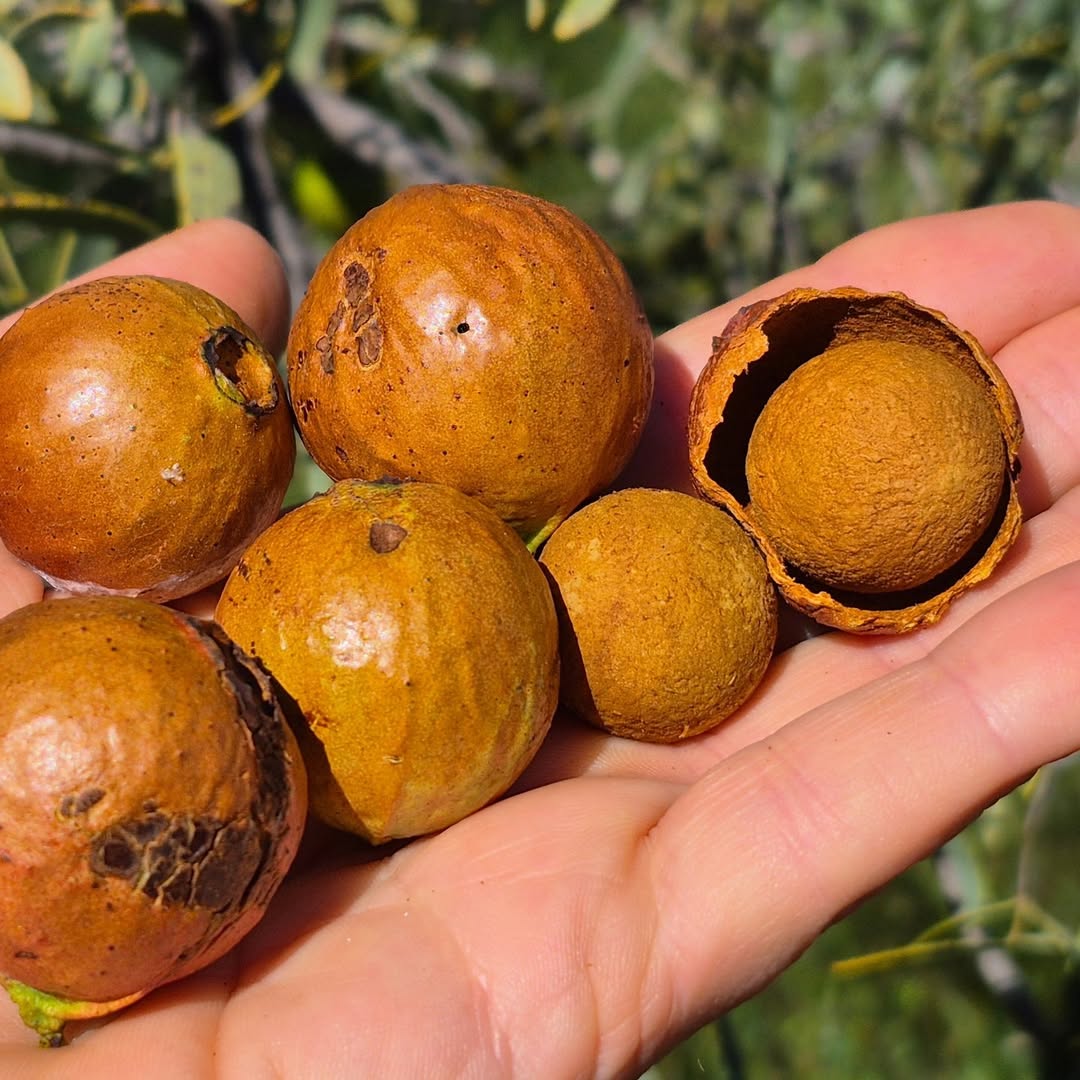 Nuts