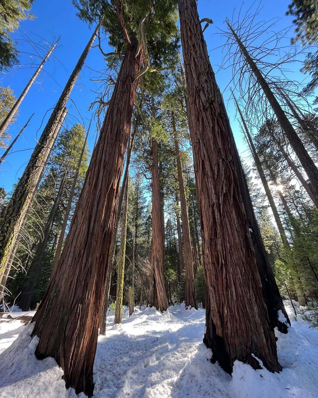 Yosemite National Park in Winter