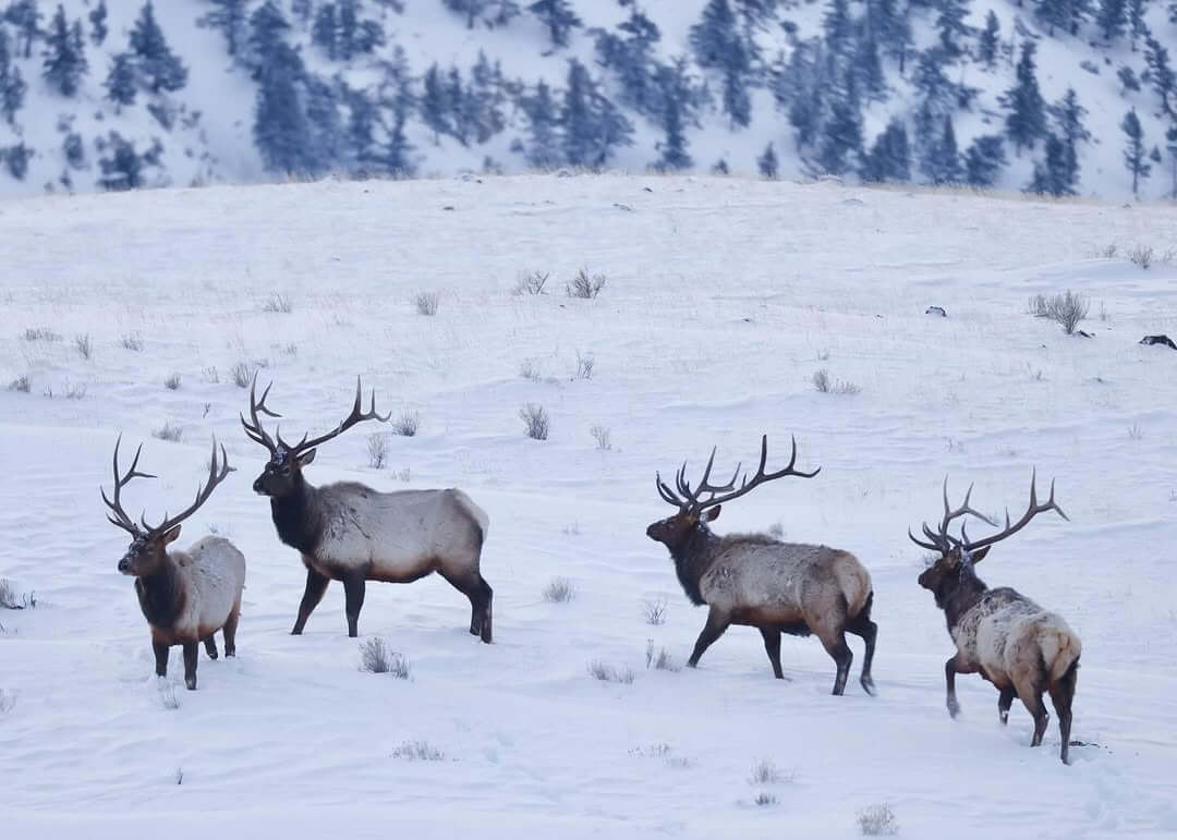 Yellowstone national park