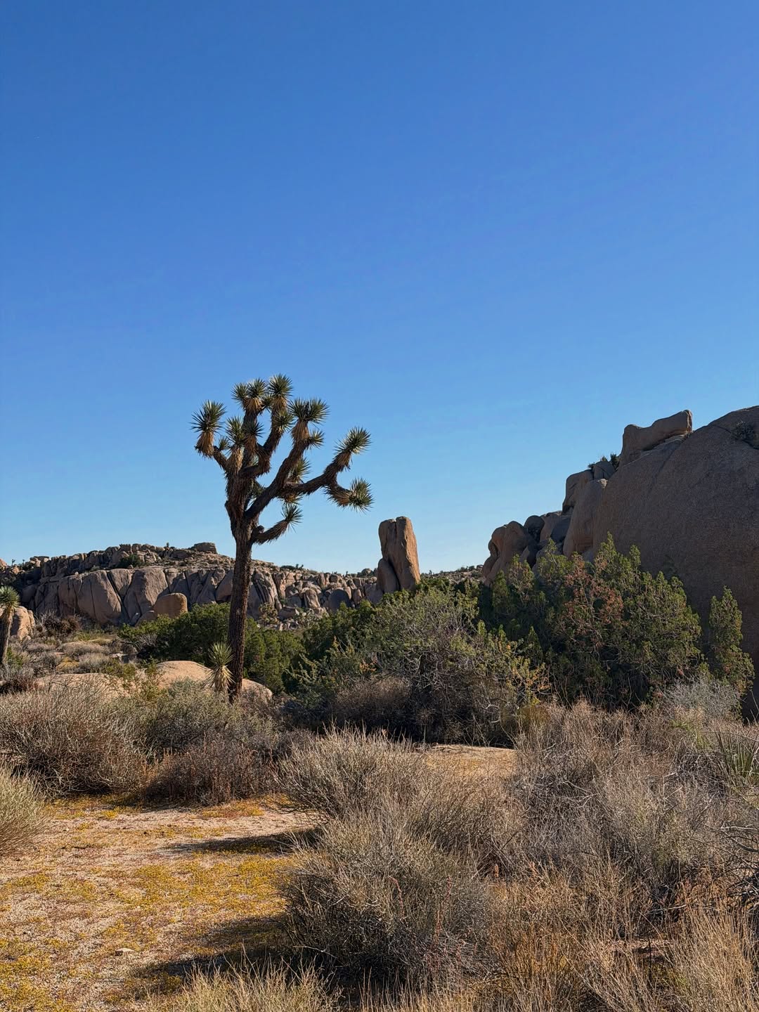 Joshua Tree National Park, Palm Springs