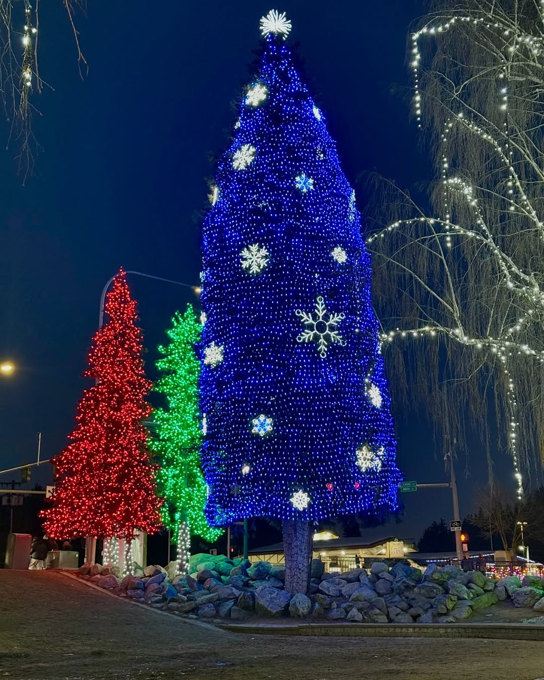 Taking photos with giant trees in backdrop is a must