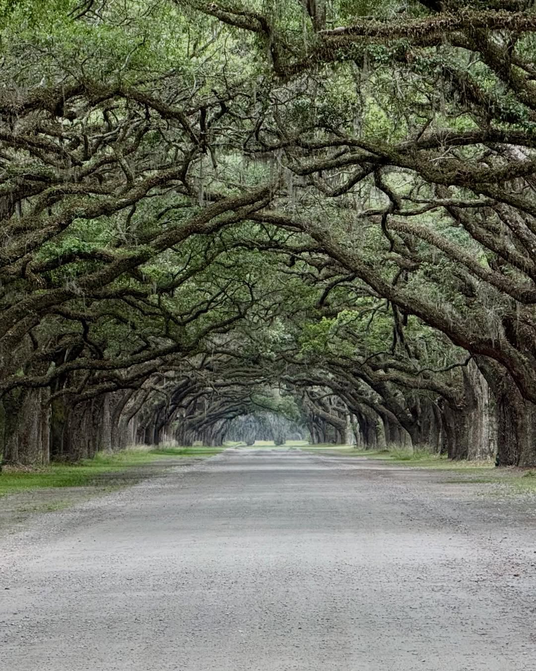 Wormsloe Historic Site, Savannah