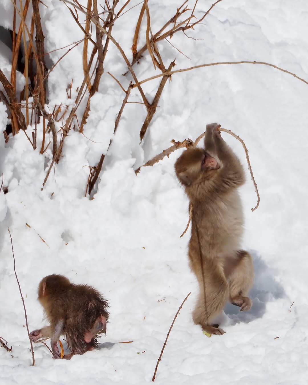 Jigokudani Snow Monkey Park