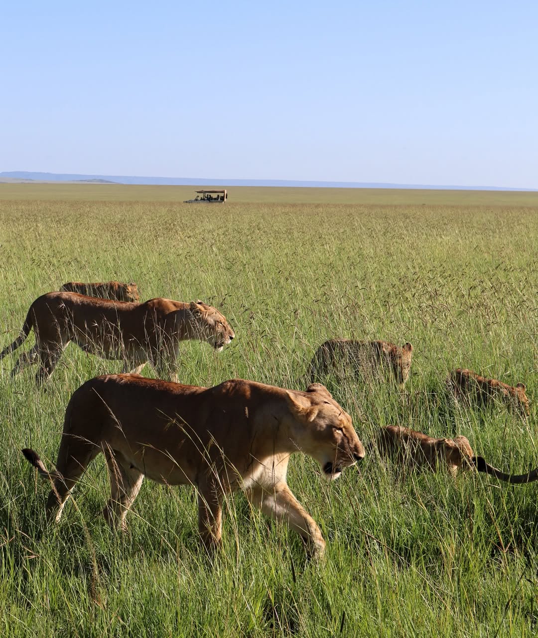Masai Mara National Reserve, Kenya