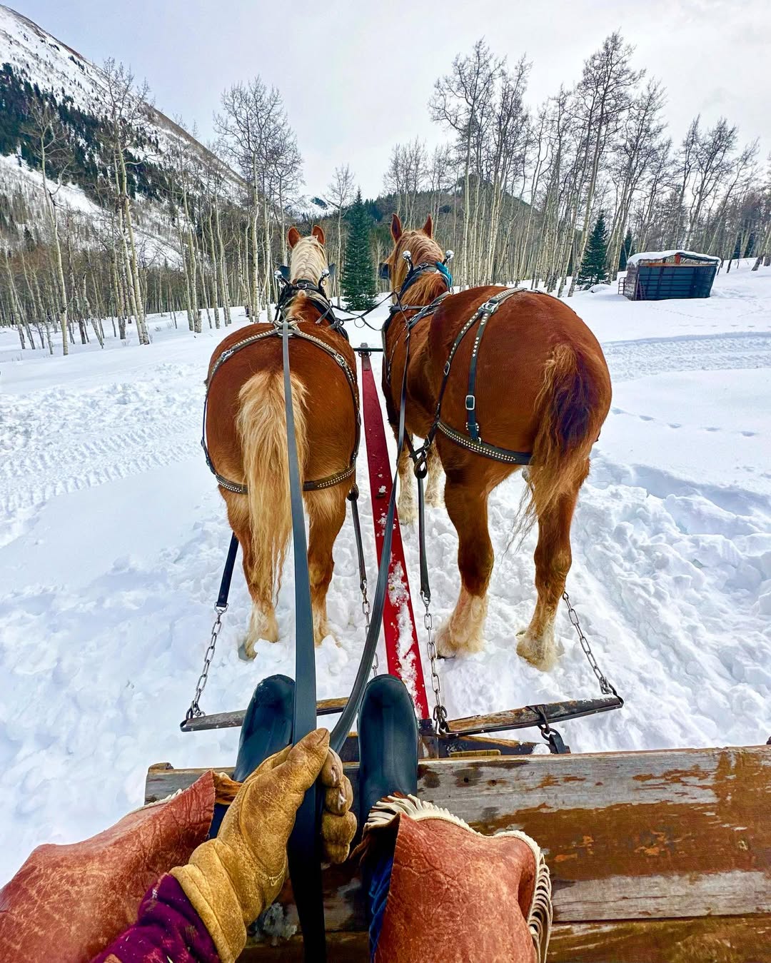 Sleigh ride in Aspen, Colorado