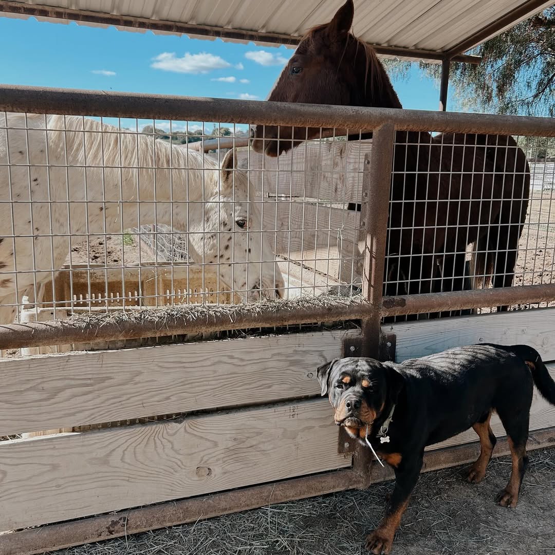 A local stable in Big Bear