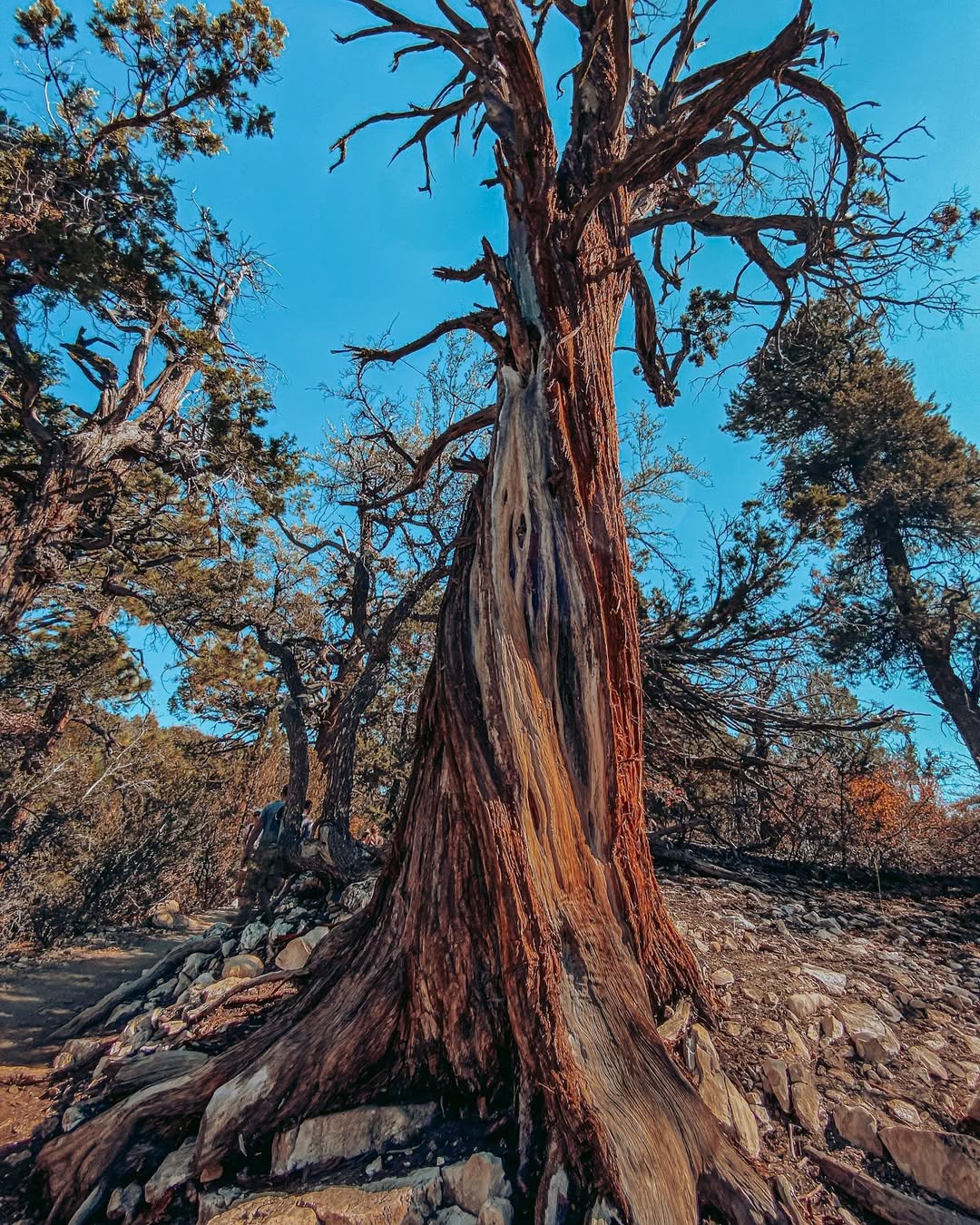 Enjoying wildlife in big bear