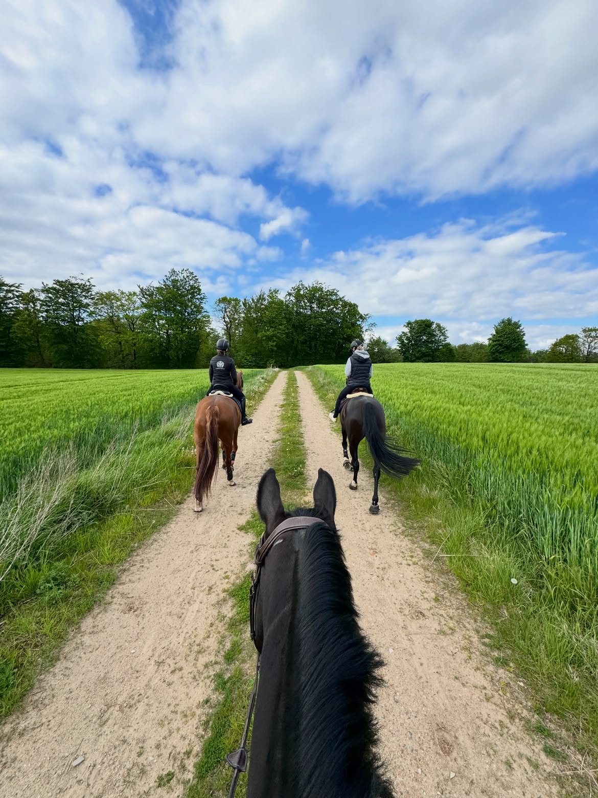 Horseback riding